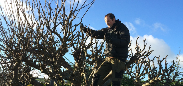 Seasonal Apple tree pruning